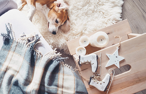 The Soft Snuggly Sheepskin Rug